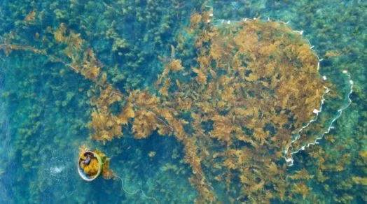 Вьетнам планирует производить 500.000 тонн морских водорослей к 2030 году ảnh 1