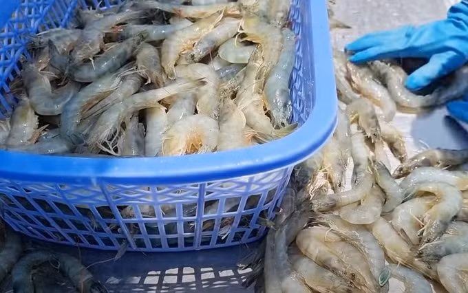 Вьетнам является ведущим поставщиком морепродуктов в США ảnh 2