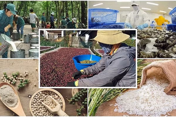Экспорт продукции сельского, лесного и рыбного хозяйства вырастет с 4-го квартала 2023 года ảnh 1 Экспорт продукции сельского, лесного и рыбного хозяйства вырастет с 4-го квартала 2023 года ảnh 1
