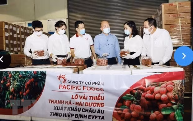 Вьетнамские личи направляются на рынки ЕС ảnh 1 Вьетнамские личи направляются на рынки ЕС ảnh 1