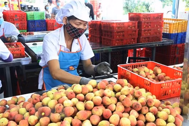 Во Вьетнаме наблюдается рост экспорта сельскохозяйственной продукции в Китай ảnh 1