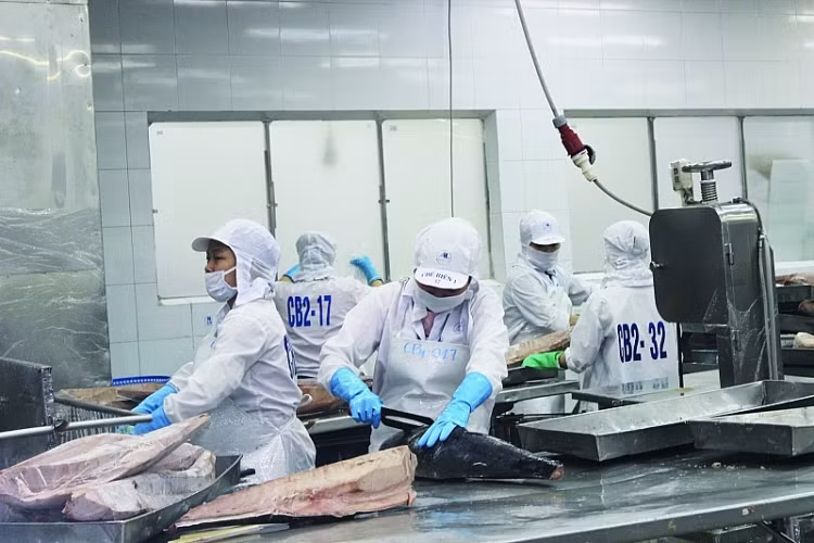 Экспорт тунца резко растет в условиях «инфляционного шторма» ảnh 2