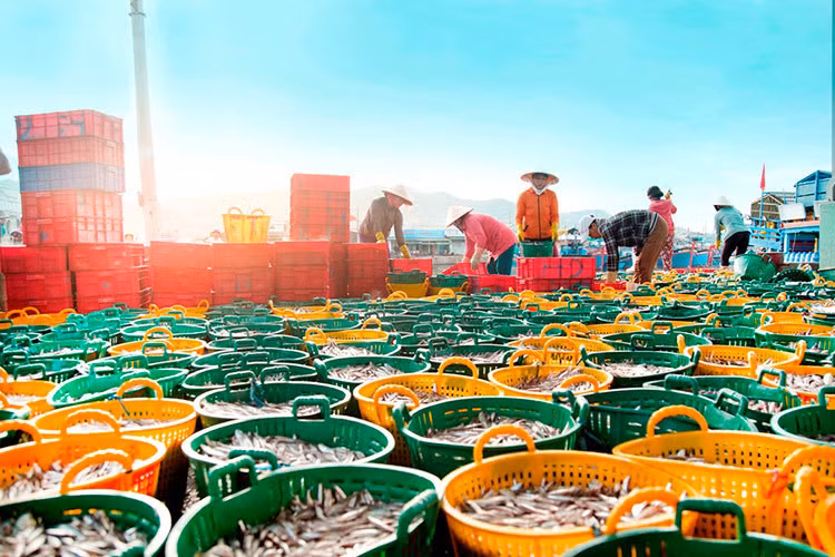 Производство морепродуктов в Ниньтхуан увеличилось на 7,4% ảnh 2
