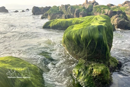Сезон зелёных водорослей на пляже Котхать 