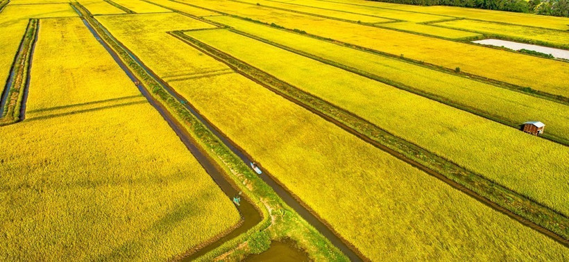 Рисовое поле в коммуне Винь Ми провинции Камау, вид с воздуха.