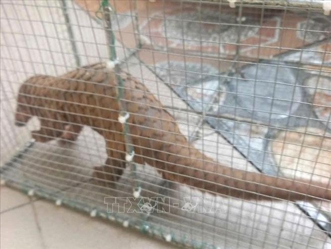 Яванский панголин, обнаруженный жителем перед воротами дома в провинции Куангчи, был передан в лесоохранную службу. Фото: ВИА. te-te-java-quang-tri-1496.jpg