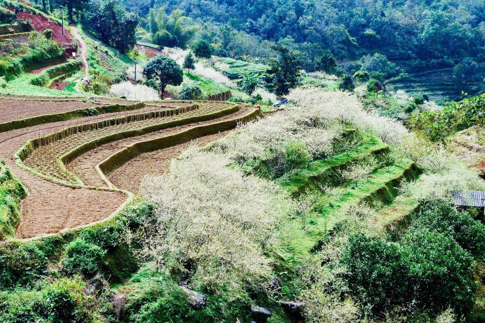 Белые поля сливы цветут в коммуне Татнга, район Меовак, Хажанг. (Фото: ВИА)