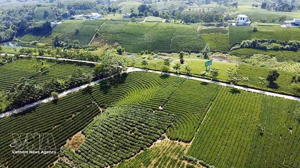 Чайный холм в общине Ла-Банг, провинция Тхайнгуен (Фото: ВИА)
