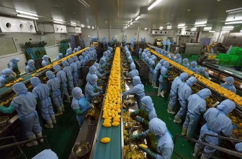 Завод по переработке сельскохозяйственной продукции компании B’LaoFood, расположенный в промышленной зоне Локшон города Баолок, является крупнейшим заводом провинции Ламдонг и оснащён современным оборудованием и технологиями шведского производства (Фото: ВИА)
