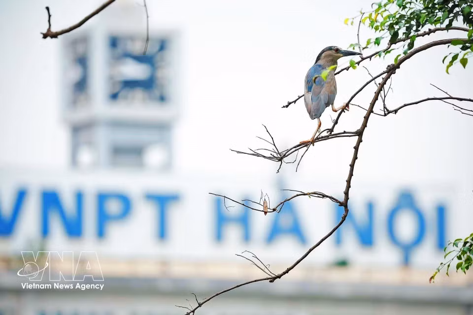 Кваква сидит на ветке дерева у озера Хоанкьем, на заднем плане — здание VNPT Hanoi. (Фото: ВИА)