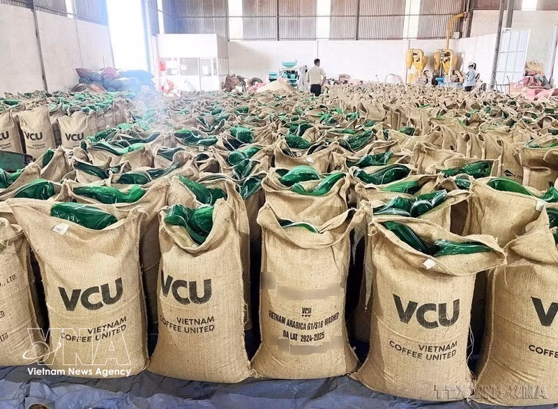 Высококачественные зеленые кофейные зерна сорта робуста компании Vietnam United Coffee JSC (провинция Зялай), предназначенные для экспорта во многие страны мира (Фото: ВИА)