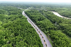 Мангровый лес Кангзё. (Фото: ВИА)