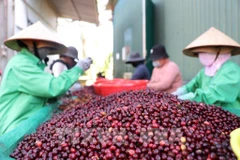 Вьетнамский кофе установил рекорд по экспорту, увеличившись как по объёму, так и по стоимости. (Фото: ВИА)