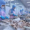 Переработка осьминогов для экспорта на японский рынок на предприятии компании «Хи Нам» в провинции Анзянг. Фото: ВИА