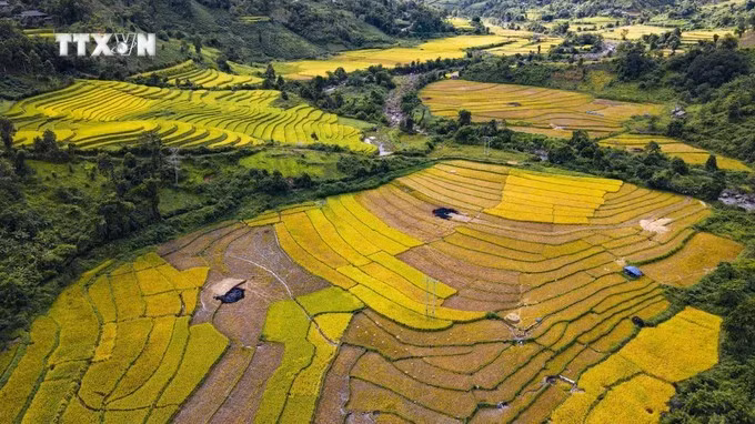 Сезон золотисто-спелого риса в провинции Дьенбьен, уезд Мыонгнье (Фото: ВИA)