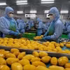 Рабочие сортируют манго для экспортной переработки на предприятии B’LaoFood. (Фото: ВИА) 