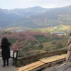 Туристы фотографируются в саду цветущей сакуры в районе перевала Окуихо, Сапа. Фото: ВИА. 