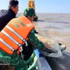 Сотрудники пограничного поста Датмуй совместно с подразделением лесной охраны Нгокхьен и властями общины Датмуй провинции Камау выпускают обратно в море зелёную морскую черепаху весом 120 кг. (Фото: ВИА) 