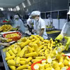 Линия по переработке сахарной кукурузы на экспорт мощностью 4 тыс. тонн в год на заводе компании Vifoco. (Фото: ВИА)