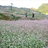 Сезон цветения гречихи на Каменном плоскогорье Донгван в провинции Туенкуанг. (Фото: ВИA)