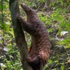 Яванские панголины (Manis javanica), также известные как сундатские панголины, внесены в список по категории IB — находящиеся под критической угрозой исчезновения и строго защищённые от любого коммерческого использования. (Фото: ВИА)