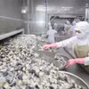 Работники перерабатывают сельскохозяйственную продукцию на предприятии Coastal Fisheries Development Company (Cofidec) в городе Хошимине. (Фото: ВИА) 