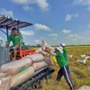 Фермеры в уезде Тхоайшон, провинция Аньжанг, собирают урожай риса зимне-весеннего сезона 2025 года. (Фото: ВИA)