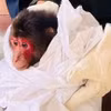 Короткохвостый макак (*Macaca arctoides*) передан сотрудникам лесной охраны района Камло — Донгха провинции Куангчи 27 января 2026 года. (Фото: ВИА) 