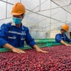 Основные продукты сельскохозяйственного экспорта, такие как перец и кофе, остаются устойчивыми и относительно защищены от пошлин США. (Фото: thanhnien.vn)