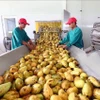 Рабочие на фабрике по переработке манго в провинции Тэйнинь. (Фото: ВИA)