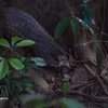 Nine Sunda pangolins (Manis javanica) have been released back into the wild at the Bach Ma National Park. (Photo: VNA) 