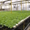 Гидропонная овощная ферма компании Green Farm Co., Ltd. в районе Нгуйетхоа. (Фото: ВИА) 