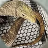 Дымчатый варан (*Varanus nebulosus*) весит около двух килограммов и достигает примерно 70 сантиметров в длину. Фото: ВИА. 