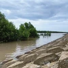 Морская дамба в провинции Камау способствует защите прибрежных лесов, помогает наращивать илистые отмели и снижать уровень эрозии. (Фото: ВИА) 