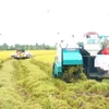 Сезон сбора урожая в городе Кантхо. По прогнозам, в 2025-26 годах Вьетнам станет вторым по величине импортером риса в мире. (Фото: ВИA)