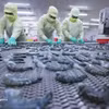 Черных тигровых креветок замораживают для экспорта на перерабатывающем предприятии корпорации Minh Phu Seafood. (Иллюстративное фото: ВИА) 