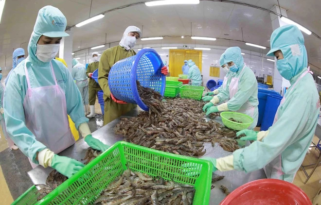 Экспорт морепродуктов за первые восемь месяцев увеличился на 7,6% по сравнению с аналогичным периодом 2023 года. (Фото: Вьетнам+) 2.png