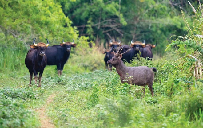 Бантенги и олени в национальном парке Каттьен (Фото: iucn.org) 2.png