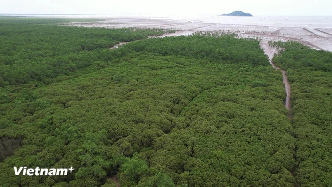 Мангровый лес в районе Нгашон, провинция Тханьхоа. (Фото: VietnamPlus) 2.png