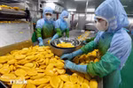 Переработка сельскохозяйственной продукции на экспорт. Фото: ВИА.