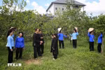 Заслуженный артист Лам Минь Шап и члены клуба народного пения Сантяй на репетиции. (Фото: ВИА)