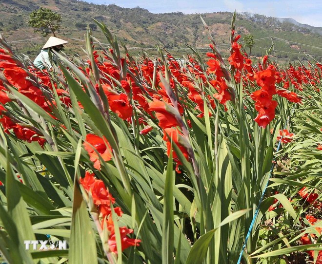 Гладиолус. Фото: ВИА.