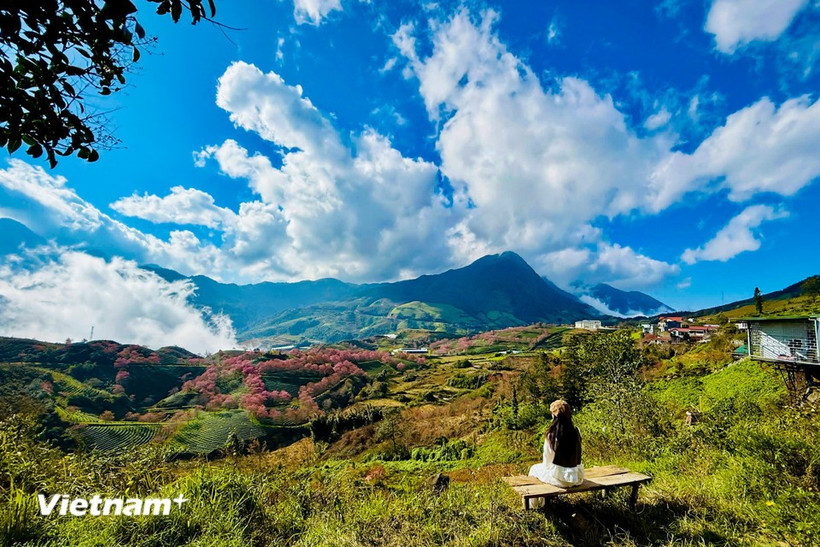 С декабря до начала следующего года — лучшее время, чтобы любоваться цветением сакуры "майаньдао" в Сапа. Фото: Vietnam+.