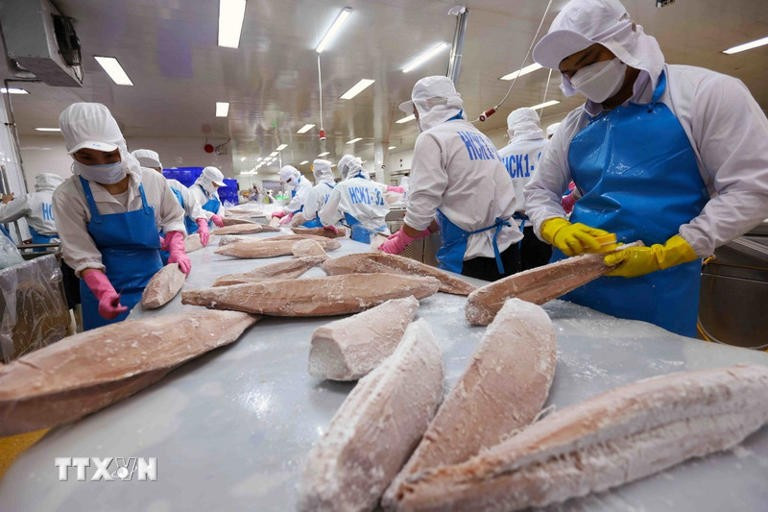 Сортировка и переработка продукции из океанского тунца на экспорт. (Фото: ВИА)