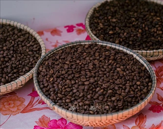 Качественный кофе Робуста из Жалай был представлен на фестивале кофе Gia Lai Coffee Festival 2025 вечером 30 апреля 2025 года. Фото: ВИА.