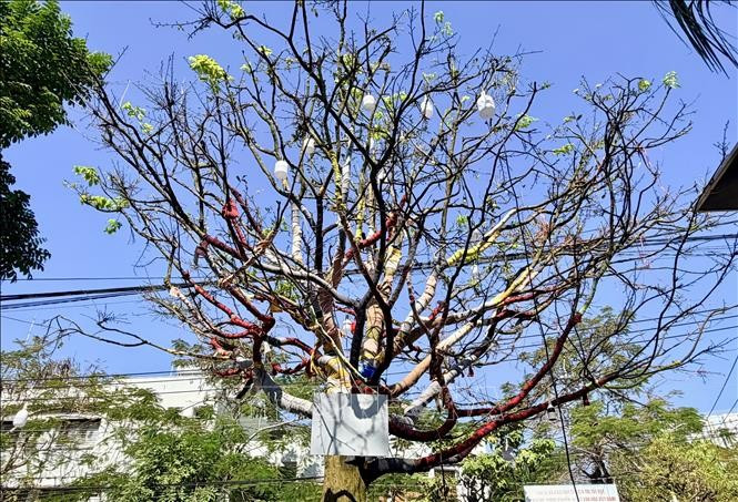 Столетняя жёлтая абрикоса стоимостью 3,7 млрд донгов вызвала ажиотаж в Анзянге. Фото: ВИА.