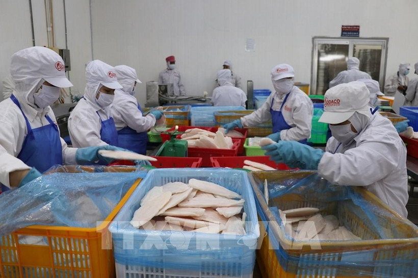 Рабочие завода GODACO на территории промышленной зоны Ми Тхо выполняют заказ на экспорт пангасиуса. Фото: ВИА.