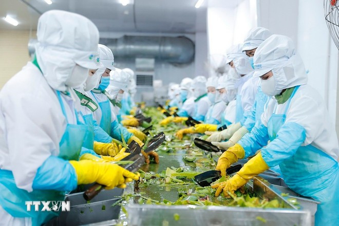 Азербайджан проявляет особый интерес к перерабатывающей промышленности сельскохозяйственной продукции Вьетнама. Фото: ВИА.