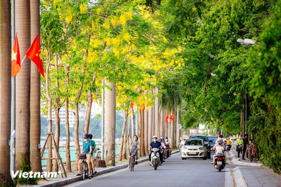 Улицы вдоль озера Тэй озаряются ярко-жёлтыми красками золотого дождя. (Фото: Минь Шон/Vietnam+)