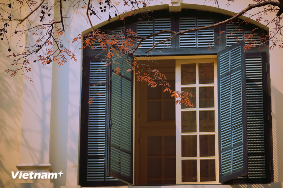 На знакомых улицах Фан Динь Фунг, Хоанг Зиеу, Чан Фу ряды деревьев суа, бадьян и кса-кы начинают покрываться молодой листвой, будто возвещая о рождении новой жизни. (Фото: Минь Шон/Vietnam+)